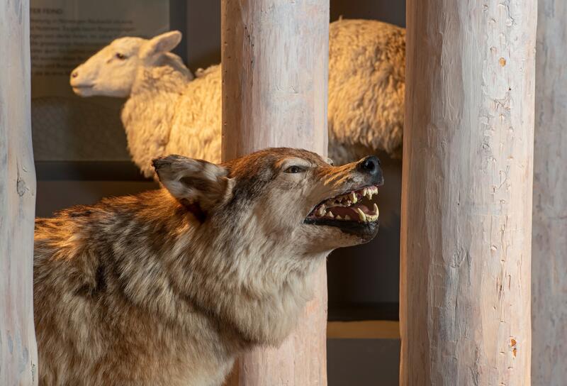 Ulv som står mellom trestammer i utstillingen Tråkk. En sau kan sees i bakgrunnen