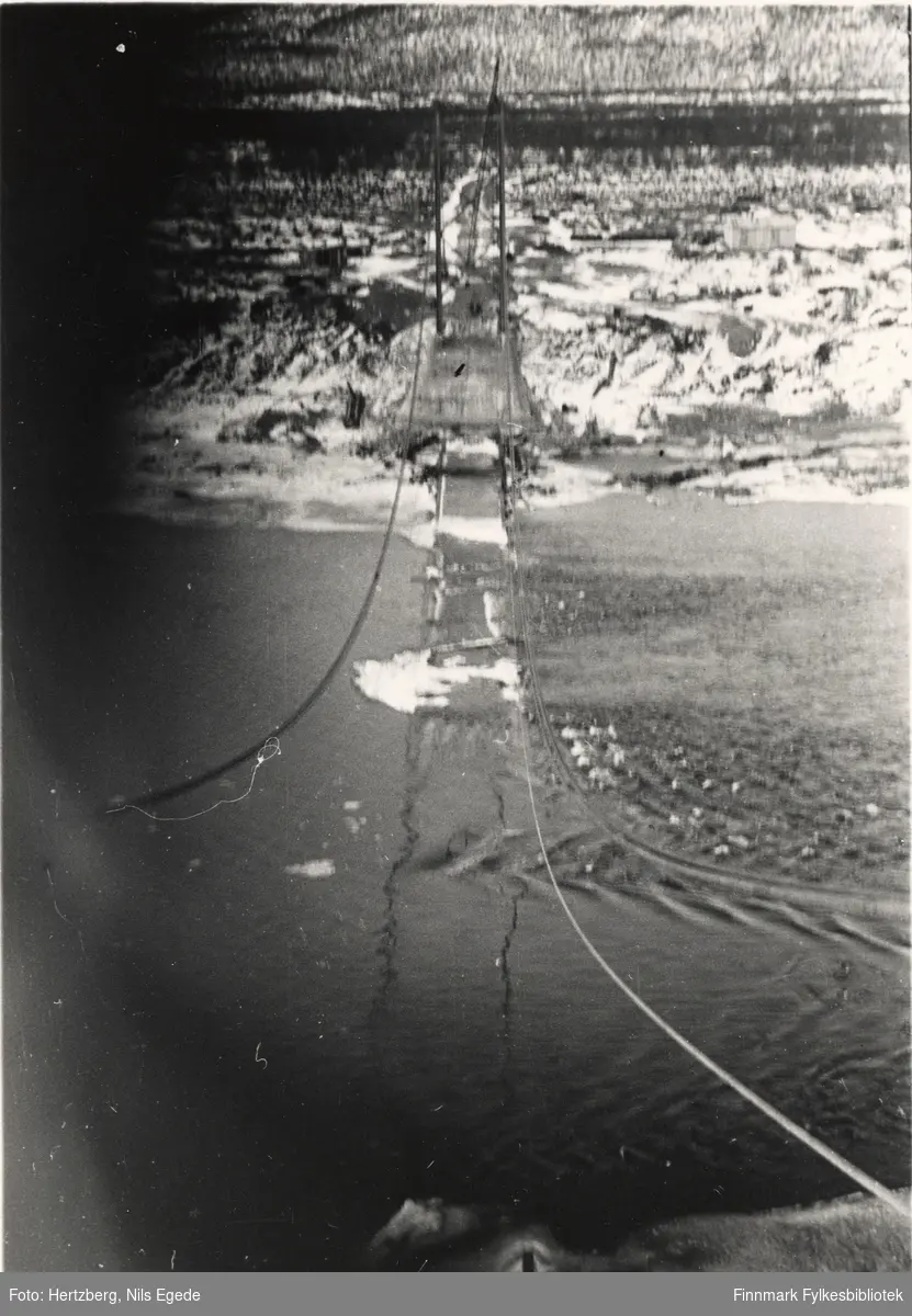 Arbeidet foregår på Tana bru, 1947. To av kablene er trekt over. Se også bildene 280-312.