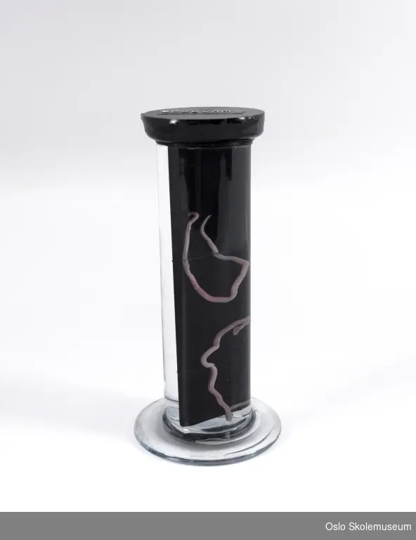 Sylinderformet preparatglass med utbrettet sokkel og lokk overtrukket med et svart materiale. Inne i glasset er det to spolormer festet på en svart glassplate.