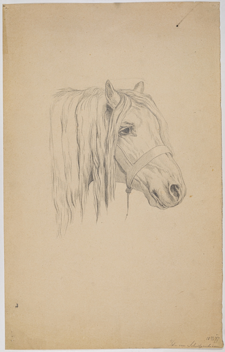Teckning på papper, föreställande hästansikte. Signerad Ida von Schulzenheim 30/10 1877.