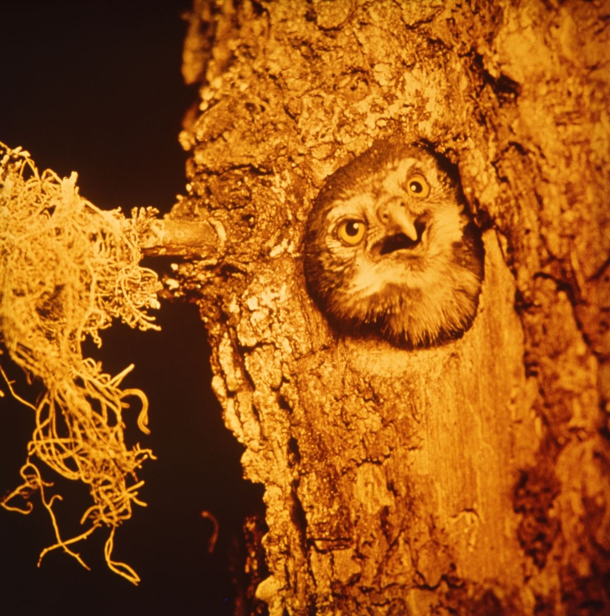 En uggla tittar ut ur sitt bohål i en trädstam.