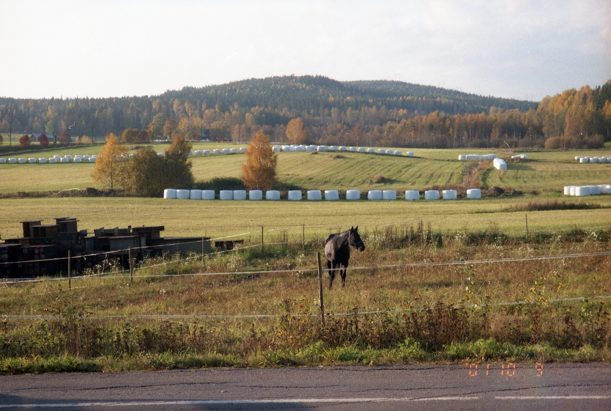 Höstlandskap, 9 oktober 2001. En häst står i en hage invid en asfaltsväg, med skog och berg i bakgrunden. På åkern ringlar långa rader av vita ensilagebalar.