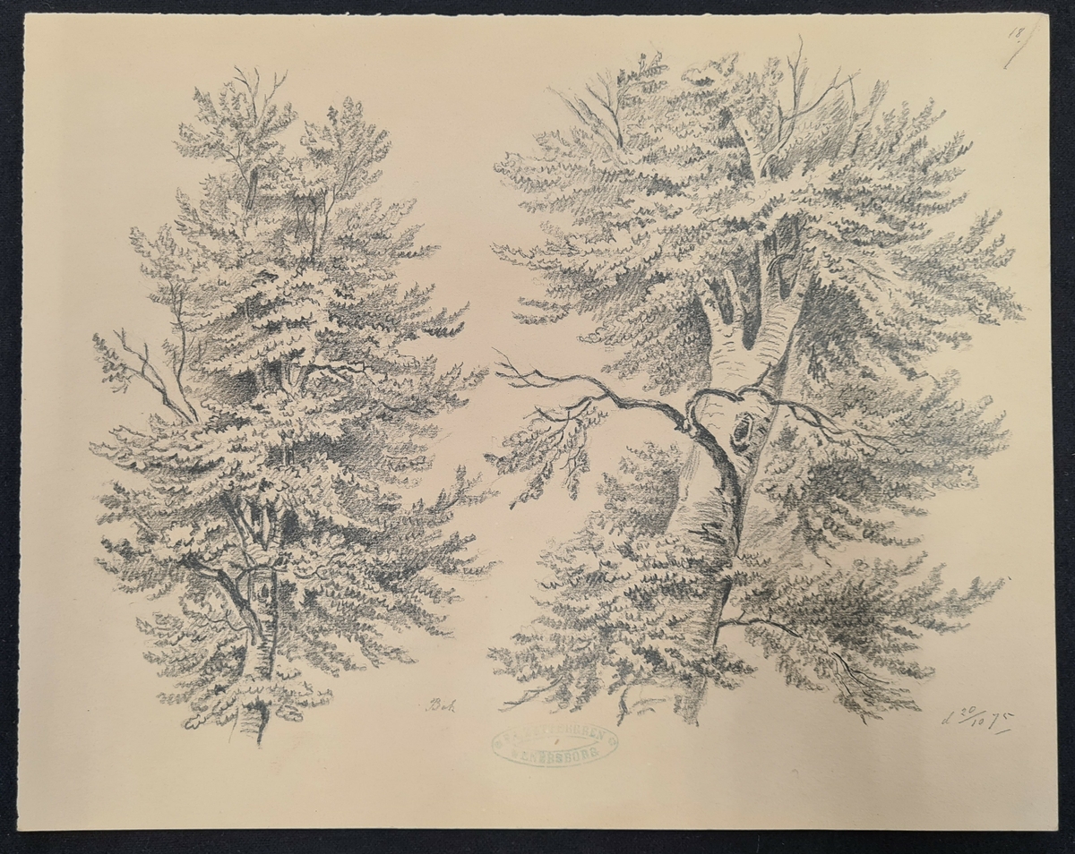 Teckning av F. A. Zettergren över ett träd, en bok.  Teckningen är stämplad med F. A. Zettergren Wenersborg. Den är även daterad 20/10 1875.
