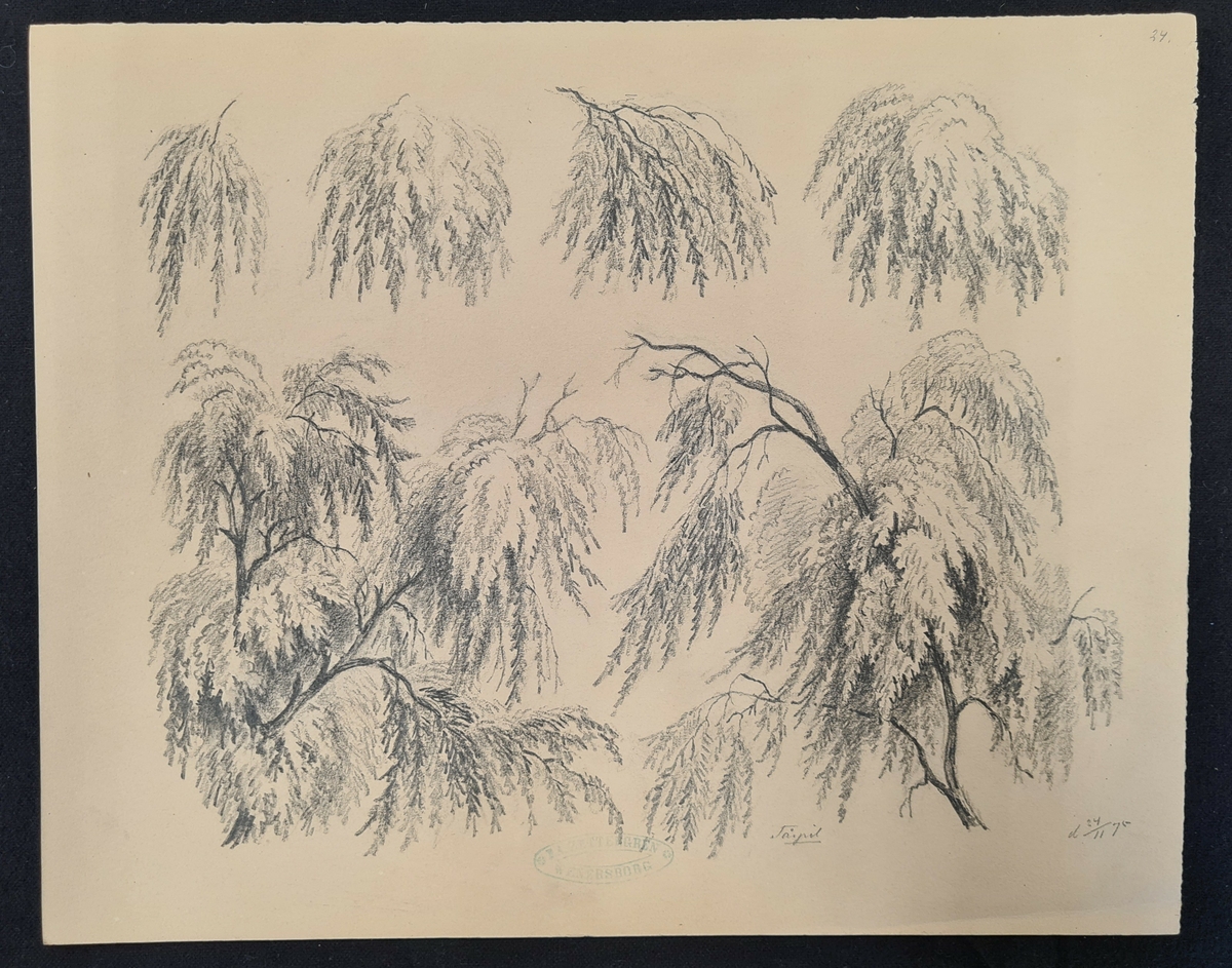 Teckning av F. A. Zettergren över ett trädgrenverk, en tårpil. Teckningen är stämplad med F. A. Zettergren Wenersborg. Den är även daterad 24/11 1875.