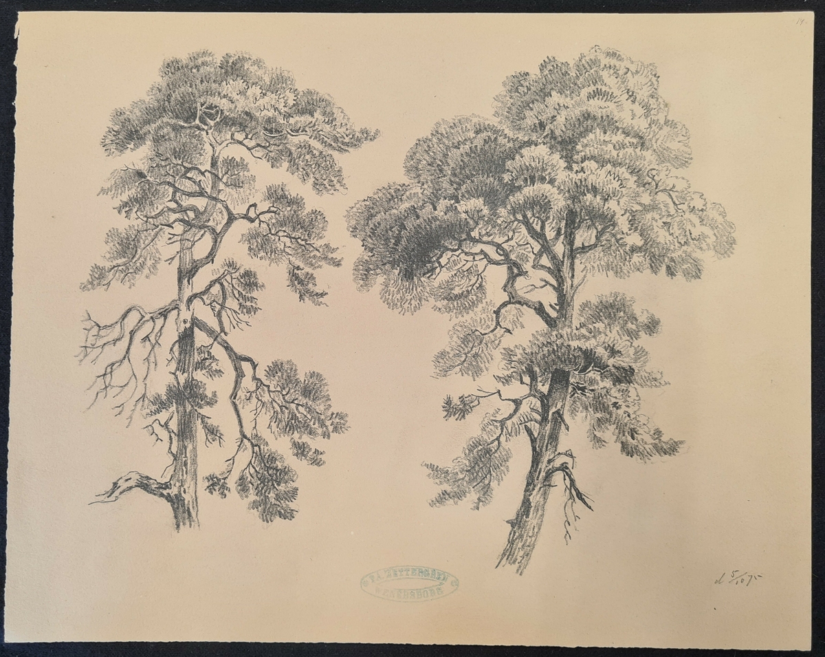Teckning av F. A. Zettergren över träd, en tall. Teckningen är stämplad med F. A. Zettergren Wenersborg. Den är även daterad 5/10 1875.