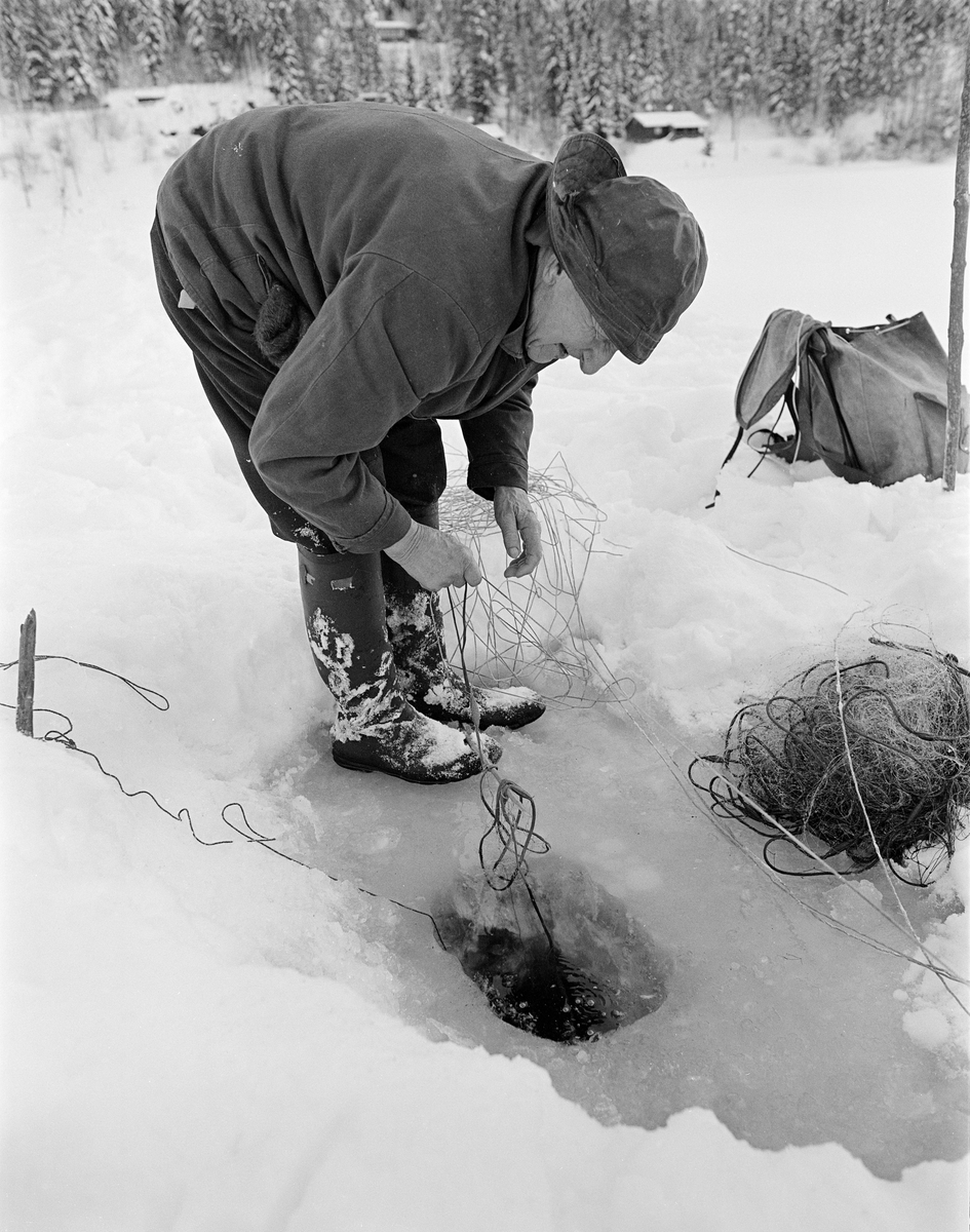 Yrkesfisker Paul Stensæter (1900-1982) fisker med garn under isen i Steinsfjorden, en sidearm av Tyrifjorden på Ringerike i Buskerud. Dette fotografiet ble tatt vinteren 1978. Stensæter sto bøyd over et hull han hadde hogd i isen. Han hadde nettopp trukket et nytt garn varsomt ned i hullet. Ved sida av hullet ser vi ei snor som er forankret i enden av overtelna og i en pinne som ble stukket ned i snøen. 

I 1970-åra var etnologen Åsmund Eknæs fra Norsk Skogbruksmuseum flere ganger på besøk hos Paul Stensæter for å observere ham i arbeid og intervjue ham om fiskeaktivitetene på ulike tider av året. Museumsmannen sammenfattet den kunnskapen han tilegnet seg om garnfisket under isen på Steinsfjorden slik:

«Sikfiske med garn. Dette fisket foregikk på to steder, i åpent vann ute i Tyrifjorden og under isen i Steinsfjorden. Tyrifjorden er ofte åpen langt utover vinteren og det hender at den ikke legger seg i det hele tatt. De dro da i båt over fra Steinsfjorden og satte garn på ganske store dyp, 20-40 favner. Når det ble fisket for fullt ble det brukt 20 garn. 10 sto ute mens de øvrige var hjemme til tørking.

Garnfisket under isen i Steinsfjorden begynner så fort isen legger seg om høsten, fordi tynn og gjennomsiktig is er en fordel når garna skal settes ut første gang. Å sette ut garn under isen kaller Paul for øvrig «å høgge ut garna». Dette krever en spesiell teknikk. Er isen gjennomsiktig, foregår det på følgende måte: To hull hogges med så lang avstand som lengda på garnet. Ei rett granstang på 7-8 m stikkes ned i det ene hullet med den tynneste enden først. I den tykkeste enden er det et hull hvor det blir festet ei snor. Stanga blir nå skjøvet i full fart mot det andre hullet. En viktig detalj ved denne stanga er at den skal være nyhogget. Da ligger den dypere i vannet og skubber mindre mot isen. Stanga går ikke helt fram til det andre hullet. Der den stopper blir det hogget et mindre hull og den skyves videre ved hjelp av en kjepp med ei kløft i enden. Når snora er brakt fram på denne måten, er det en enkel sak å trekke garnet under isen. 

Men er isen ugjennomsiktig, slik at det er umulig å se stanga, må Paul gjøre det på en annen måte. Da finner han ei lang stang med god krumming på. Så hogger han hull så tett at stanga kan stikkes ned i det ene og komme opp igjen gjennom det neste.

Garnet er nå på plass under isen og står på bunnen på 5-10 favners dyp. Fra hver ende av garnet går det ei tynn snor opp til hullet i isen. Snorene går ikke opp gjennom hullet, men er festet litt ved siden. Dette er gjort for å hindre at han hogger dem av når is som har dannet seg i hullet skal fjernes.

Dagens nylongarn tåler å stå ute hele vinteren. Tidligere, da lin og bomull var mest brukt, var det nødvendig å ta garna opp og tørke dem. Av de 20-40 garn som Paul brukte, var halvparten til tørk.

Ettersynet, som gjerne foregår annenhver dag, begynner med at han får tak i snorene fra garnet ved å stikke en pinne med krok på innunder isen. I den borteste enden løsner han garnsnora og fester isteden ei lang nylonsnor til garnet. Tidligere brukte han snor av tvunnet hestetagl. Snora er så lang at den også rekker bort til der han står oppå isen. Ved trekkinga tar han ut fisken etter hvert. Når hele garnet er trukket, blir han stående på samme sted, tar tak i snora og drar garnet ut igjen samtidig som han passer på at det går ordentlig.

I sterk kulde vil det våte garnet fryse til en klump og være umulig å sette igjen. For å hindre dette hogger han ei grop i isen bak hullet og fyller denne med vann. Etter hvert som han trekker garnet putter ha det ned i gropa og det holder seg opptint til det skal settes igjen.

Når det blir mildvær og fare for at isen skal gå opp og komme i drift, må det tas spesielle forholdsregler for å hindre at garna blir dratt med isflak og forsvinner. Paul binder i slike tilfelle inn en bit snelletråd i den snora som går fra isen og ned til garnet. Kommer isen i drift, vil snelletråden ryke, og garnet blir stående igjen på samme sted. Det er da en forholdsvis enkel sak å sokne etter det.

Garnfisket ga jevne tilførsler av sik gjennom det meste av vinteren. Vintersiken i Steinsfjorden er noe mindre enn høstsiken. Det går omkring 4 på kiloen, mot 3 om høsten. Fangstene varierer fra noen få til 25-30 pr. garn. Med 10 garn ute vil han kunne få opptil 200-300 sik eller 50-70 kilo. Men da blir garnene trukket bare annenhver dag.»