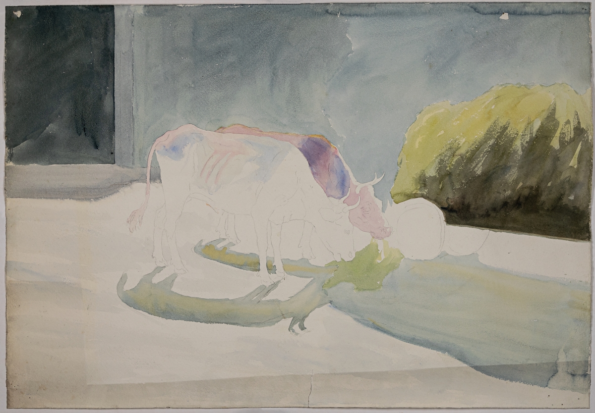 Skiss i akvarell, studie av skuggor på två kor som äter hö. Osignerad.
