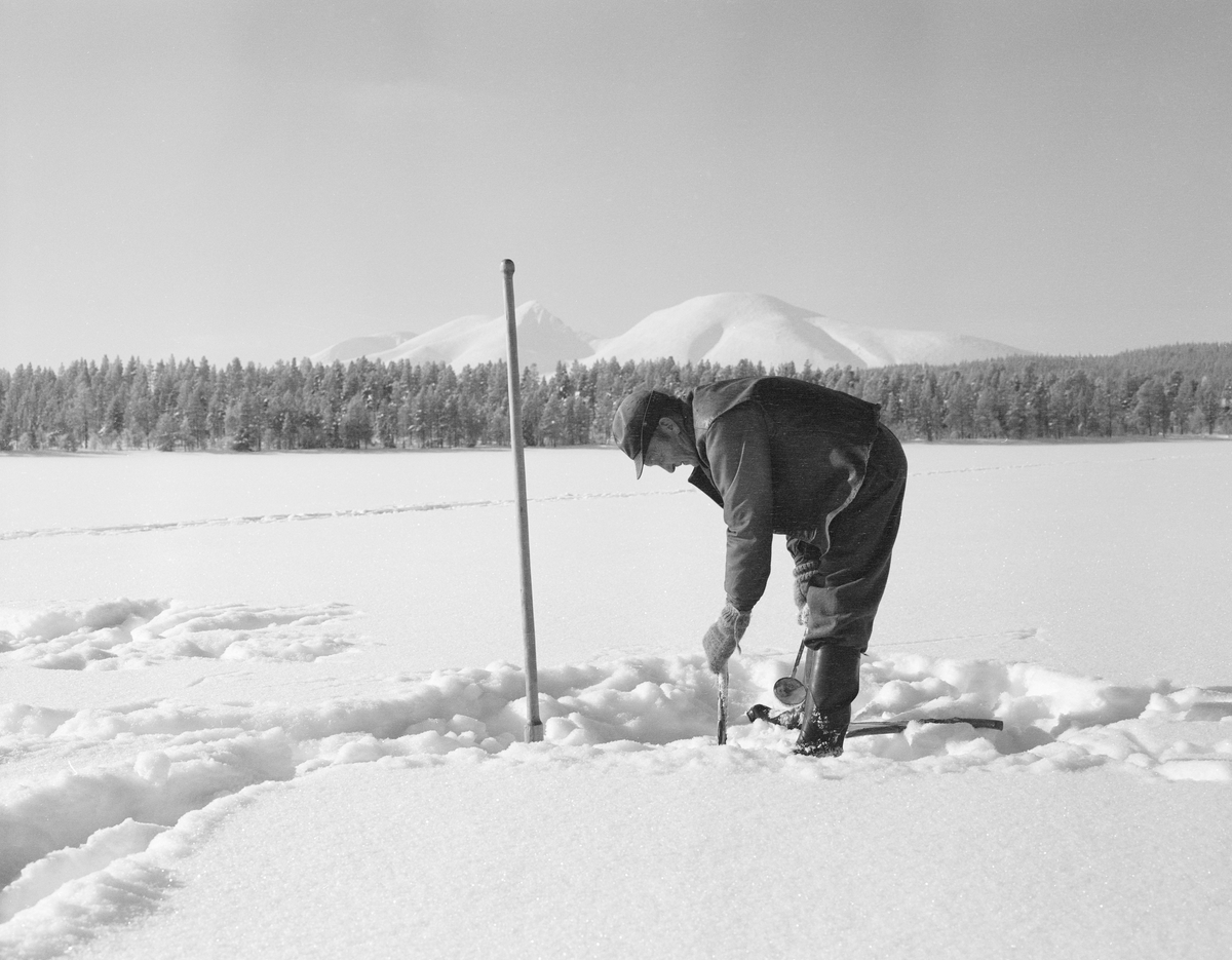 Osvald Kolbu (1909-1990) fanger lake med fiskesaks fra den snødekte isen på innsjøen Isteren i Engerdal i Hedmark. Bildet ble tatt i slutten av februar 1977.
