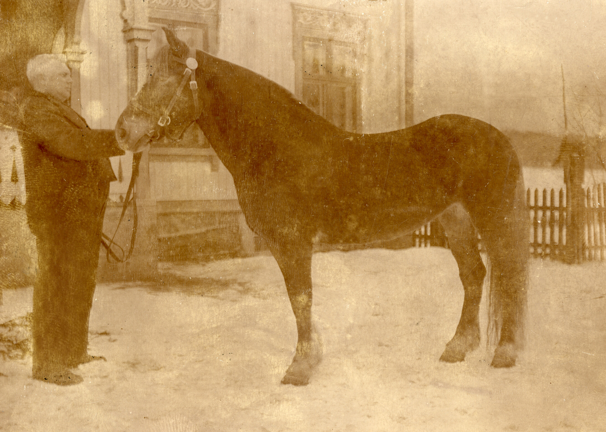Hesten Sylvester II med eigaren.
