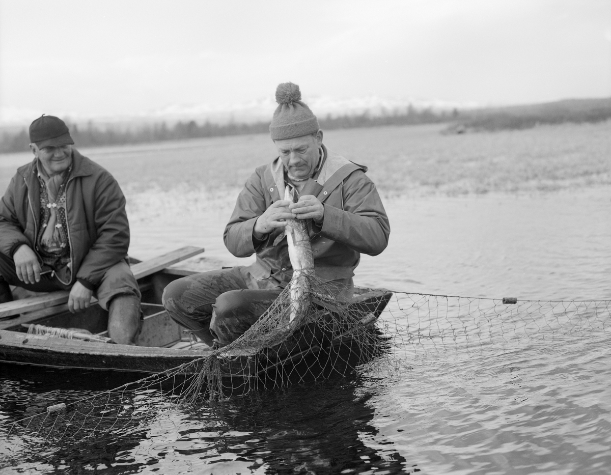 Gjeddefiske med garn. Fra "Tjønnan" ved Tufsingdeltaet, hvor elva Tufsinga renner ut i innsjøen Femunden. Os kommune, Hedmark.