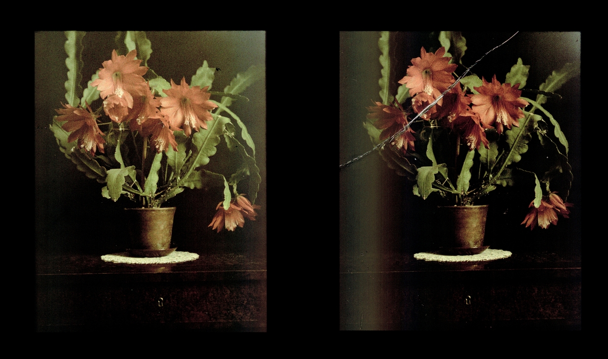 Stilleben, blomstrende kaktus i vase. Tilhører Arkitekt Hans Grendahls samling av stereobilder. To ulike motiver på en glassplate.