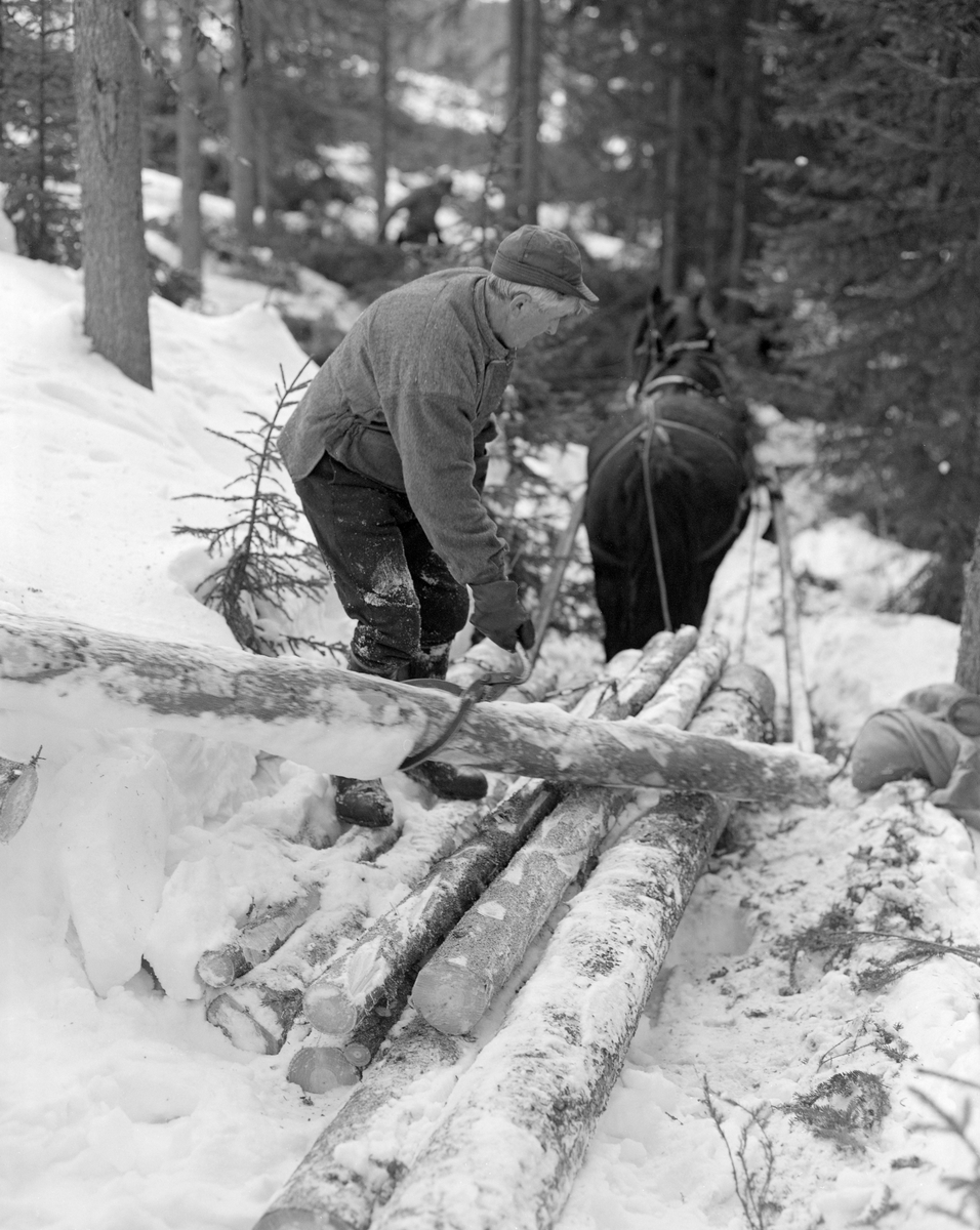 Tømmerkjører Kåre Bratteggen (1910-1999), fotografert under tømmerlunning med «bukk» (en kort slede) av svensk modell på Lundsberget i Trysil vinteren 1977. Lessing av tømmer. Bak tømmerkjøreren ser vi dølahesten som ble brukt under lunninga.