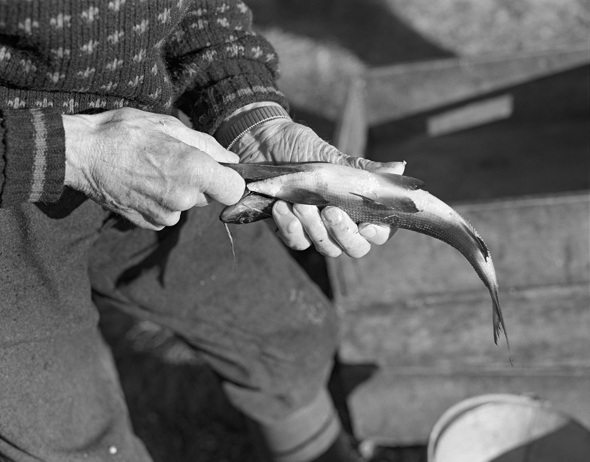 Jo (John E.) Bakken renser sik utenfor Jotbua, ei fiskebu som ble brukt under garnfiske etter sik sør for Kløvstenodden på Femundens vestside, Os, Hedmark. Sikfiske i innsjøen Femunden.