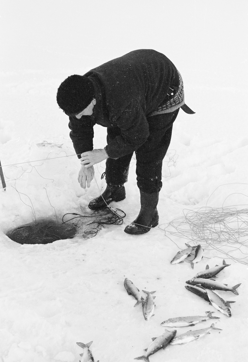 Yrkesfiskeren Paul Stensæter (1900-1982), fotografert mens han trakk et av garna han hadde satt under isen på Steinsfjorden vinteren 1973. Steinsfjorden er en sidearm til Tyrifjorden på Ringerike i Buskerud. Garnfisket vinterstid var primært et sikfiske. Da dette fotografiet ble tatt var Stensæter i ferd med å trekke et garn han nettopp hadde tatt fangsten ut av ned under isen igjen. Dette ble gjort ved å trekke i ei snor som var knyttet til enden av overtelna via et annet hull i isen, cirka en garnlengde fra det stedet der Stensæter sto. På den snødekte isen i forgrunnen lå en del sik som fiskeren hadde plukket ut av garnet.

I 1973 og 1974 var Åsmund Eknæs fra Norsk Skogbruksmuseum flere ganger på besøk hos Paul Stensæter for å intervjue ham og observere ham i arbeid som fisker. Det Eknæs fikk vite om garnfisket under isen på Steinsfjorden sammenfattet han slik:

«Sikfiske med garn. Dette fisket foregikk på to steder, i åpent vann ute i Tyrifjorden og under isen i Steinsfjorden. Tyrifjorden er ofte åpen langt utover vinteren og det hender at den ikke legger seg i det hele tatt. De dro da i båt over fra Steinsfjorden og satte garn på ganske store dyp, 20-40 favner. Når det ble fisket for fullt ble det brukt 20 garn. 10 sto ute mens de øvrige var hjemme til tørking.

Garnfisket under isen i Steinsfjorden begynner så fort isen legger seg om høsten, fordi tynn og gjennomsiktig is er en fordel når garna skal settes ut første gang. Å sette ut garn under isen kaller Paul for øvrig «å høgge ut garna». Dette krever en spesiell teknikk. Er isen gjennomsiktig, foregår det på følgende måte: To hull hogges med så lang avstand som lengda på garnet. Ei rett granstang på 7-8 m stikkes ned i det ene hullet med den tynneste enden først. I den tykkeste enden er det et hull hvor det blir festet ei snor. Stanga blir nå skjøvet i full fart mot det andre hullet. En viktig detalj ved denne stanga er at den skal være nyhogget. Da ligger den dypere i vannet og skubber mindre mot isen. Stanga går ikke helt fram til det andre hullet. Der den stopper blir det hogget et mindre hull og den skyves videre ved hjelp av en kjepp med ei kløft i enden. Når snora er brakt fram på denne måten, er det en enkel sak å trekke garnet under isen. 

Men er isen ugjennomsiktig, slik at det er umulig å se stanga, må Paul gjøre det på en annen måte. Da finner han ei lang stang med god krumming på. Så hogger han hull så tett at stanga kan stikkes ned i det ene og komme opp igjen gjennom det neste.

Garnet er nå på plass under isen og står på bunnen på 5-10 favners dyp. Fra hver ende av garnet går det ei tynn snor opp til hullet i isen. Snorene går ikke opp gjennom hullet, men er festet litt ved siden. Dette er gjort for å hindre at han hogger dem av når is som har dannet seg i hullet skal fjernes.

Dagens nylongarn tåler å stå ute hele vinteren. Tidligere, da lin og bomull var mest brukt, var det nødvendig å ta garna opp og tørke dem. Av de 20-40 garn som Paul brukte, var halvparten til tørk.

Ettersynet, som gjerne foregår annenhver dag, begynner med at han får tak i snorene fra garnet ved å stikke en pinne med krok på innunder isen. I den borteste enden løsner han garnsnora og fester isteden ei lang nylonsnor til garnet. Tidligere brukte han snor av tvunnet hestetagl. Snora er så lang at den også rekker bort til der han står oppå isen. Ved trekkinga tar han ut fisken etter hvert. Når hele garnet er trukket, blir han stående på samme sted, tar tak i snora og drar garnet ut igjen samtidig som han passer på at det går ordentlig.

I sterk kulde vil det våte garnet fryse til en klump og være umulig å sette igjen. For å hindre dette hogger han ei grop i isen bak hullet og fyller denne med vann. Etter hvert som han trekker garnet putter ha det ned i gropa og det holder seg opptint til det skal settes igjen.

Når det blir mildvær og fare for at isen skal gå opp og komme i drift, må det tas spesielle forholdsregler for å hindre at garna blir dratt med isflak og forsvinner. Paul binder i slike tilfelle inn en bit snelletråd i den snora som går fra isen og ned til garnet. Kommer isen i drift, vil snelletråden ryke, og garnet blir stående igjen på samme sted. Det er da en forholdsvis enkel sak å sokne etter det.

Garnfisket ga jevne tilførsler av sik gjennom det meste av vinteren. Vintersiken i Steinsfjorden er noe mindre enn høstsiken. Det går omkring 4 på kiloen, mot 3 om høsten. Fangstene varierer fra noen få til 25-30 pr. garn. Med 10 garn ute vil han kunne få opptil 200-300 sik eller 50-70 kilo. Men da blir garnene trukket bare annenhver dag.»