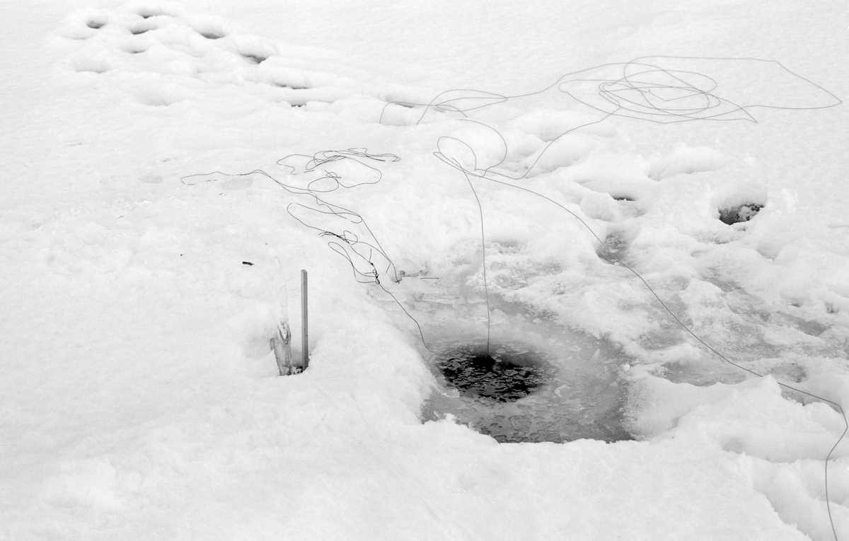 Hull i den snødekte isen på Steinsfjorden, en sidearm til Tyrifjorden på Ringerike i Buskerud. Her drev Paul Stensæter (1900-1982) næringsfiske, også i vintersesongen. Vinterfisket var i hovedsak et garnfiske etter sik, som i denne delen av Tyrifjorden måtte fanges under isen. Garna ble trukket gjennom hull i isen. I snøen på dette fotografiet ser vi den snora som ble brukt når garna skulle manøvreres mellom to slike hull. Til venstre for dette hullet hadde Stensæter reist et isflak og en pinne i snøen, antakelig for å gjøre det overkommelig å finne igjen hullet dersom det skulle komme store mengder nysnø før neste gang garnet skulle trekkes. Dette ble gjort med to døgns intervaller.

I 1973 og 1974 var Åsmund Eknæs fra Norsk Skogbruksmuseum flere ganger på besøk hos Paul Stensæter for å intervjue ham og observere ham i arbeid som fisker. Det Eknæs fikk vite om garnfisket under isen på Steinsfjorden sammenfattet han slik:

«Sikfiske med garn. Dette fisket foregikk på to steder, i åpent vann ute i Tyrifjorden og under isen i Steinsfjorden. Tyrifjorden er ofte åpen langt utover vinteren og det hender at den ikke legger seg i det hele tatt. De dro da i båt over fra Steinsfjorden og satte garn på ganske store dyp, 20-40 favner. Når det ble fisket for fullt ble det brukt 20 garn. 10 sto ute mens de øvrige var hjemme til tørking.

Garnfisket under isen i Steinsfjorden begynner så fort isen legger seg om høsten, fordi tynn og gjennomsiktig is er en fordel når garna skal settes ut første gang. Å sette ut garn under isen kaller Paul for øvrig «å høgge ut garna». Dette krever en spesiell teknikk. Er isen gjennomsiktig, foregår det på følgende måte: To hull hogges med så lang avstand som lengda på garnet. Ei rett granstang på 7-8 m stikkes ned i det ene hullet med den tynneste enden først. I den tykkeste enden er det et hull hvor det blir festet ei snor. Stanga blir nå skjøvet i full fart mot det andre hullet. En viktig detalj ved denne stanga er at den skal være nyhogget. Da ligger den dypere i vannet og skubber mindre mot isen. Stanga går ikke helt fram til det andre hullet. Der den stopper blir det hogget et mindre hull og den skyves videre ved hjelp av en kjepp med ei kløft i enden. Når snora er brakt fram på denne måten, er det en enkel sak å trekke garnet under isen. 

Men er isen ugjennomsiktig, slik at det er umulig å se stanga, må Paul gjøre det på en annen måte. Da finner han ei lang stang med god krumming på. Så hogger han hull så tett at stanga kan stikkes ned i det ene og komme opp igjen gjennom det neste.

Garnet er nå på plass under isen og står på bunnen på 5-10 favners dyp. Fra hver ende av garnet går det ei tynn snor opp til hullet i isen. Snorene går ikke opp gjennom hullet, men er festet litt ved siden. Dette er gjort for å hindre at han hogger dem av når is som har dannet seg i hullet skal fjernes.

Dagens nylongarn tåler å stå ute hele vinteren. Tidligere, da lin og bomull var mest brukt, var det nødvendig å ta garna opp og tørke dem. Av de 20-40 garn som Paul brukte, var halvparten til tørk.

Ettersynet, som gjerne foregår annenhver dag, begynner med at han får tak i snorene fra garnet ved å stikke en pinne med krok på innunder isen. I den borteste enden løsner han garnsnora og fester isteden ei lang nylonsnor til garnet. Tidligere brukte han snor av tvunnet hestetagl. Snora er så lang at den også rekker bort til der han står oppå isen. Ved trekkinga tar han ut fisken etter hvert. Når hele garnet er trukket, blir han stående på samme sted, tar tak i snora og drar garnet ut igjen samtidig som han passer på at det går ordentlig.

I sterk kulde vil det våte garnet fryse til en klump og være umulig å sette igjen. For å hindre dette hogger han ei grop i isen bak hullet og fyller denne med vann. Etter hvert som han trekker garnet putter ha det ned i gropa og det holder seg opptint til det skal settes igjen.

Når det blir mildvær og fare for at isen skal gå opp og komme i drift, må det tas spesielle forholdsregler for å hindre at garna blir dratt med isflak og forsvinner. Paul binder i slike tilfelle inn en bit snelletråd i den snora som går fra isen og ned til garnet. Kommer isen i drift, vil snelletråden ryke, og garnet blir stående igjen på samme sted. Det er da en forholdsvis enkel sak å sokne etter det.

Garnfisket ga jevne tilførsler av sik gjennom det meste av vinteren. Vintersiken i Steinsfjorden er noe mindre enn høstsiken. Det går omkring 4 på kiloen, mot 3 om høsten. Fangstene varierer fra noen få til 25-30 pr. garn. Med 10 garn ute vil han kunne få opptil 200-300 sik eller 50-70 kilo. Men da blir garnene trukket bare annenhver dag.»