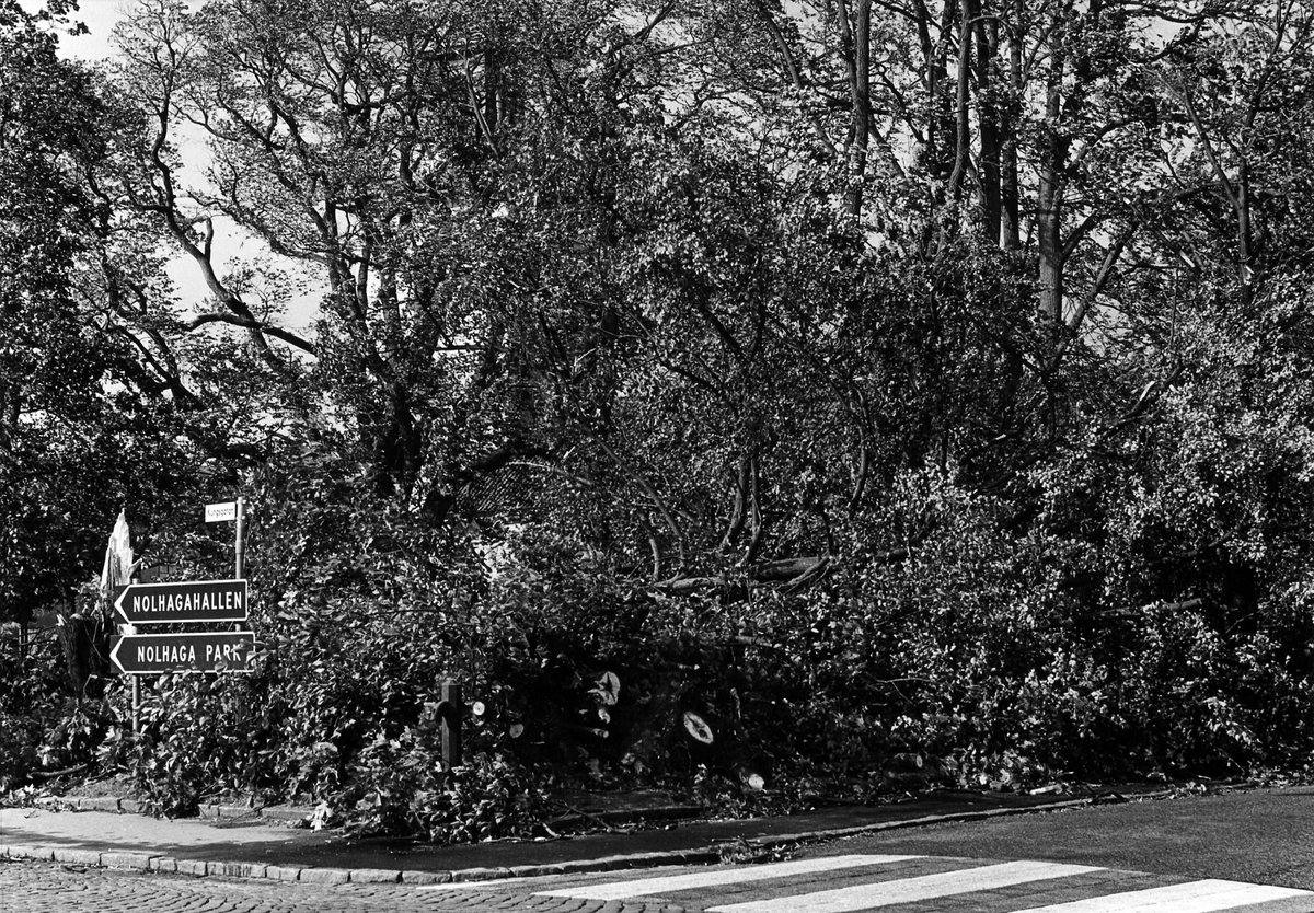 Stadskyrkogården efter en storm 22 september 1969. Skyltarna till vänster pekar mot Nolhagahallen och Nolhaga park.