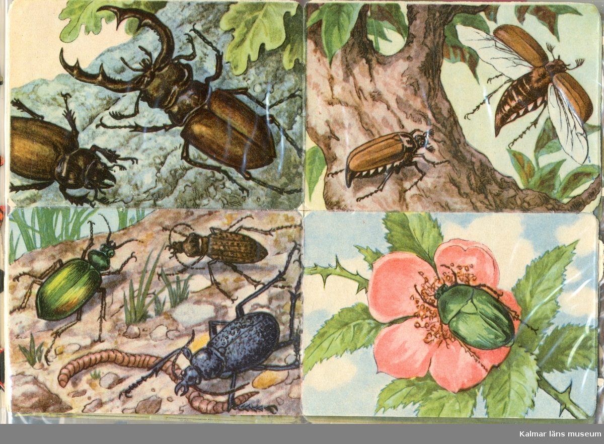 Skalbaggar, bl.a. Ekoxe. Fyra olika motiv.