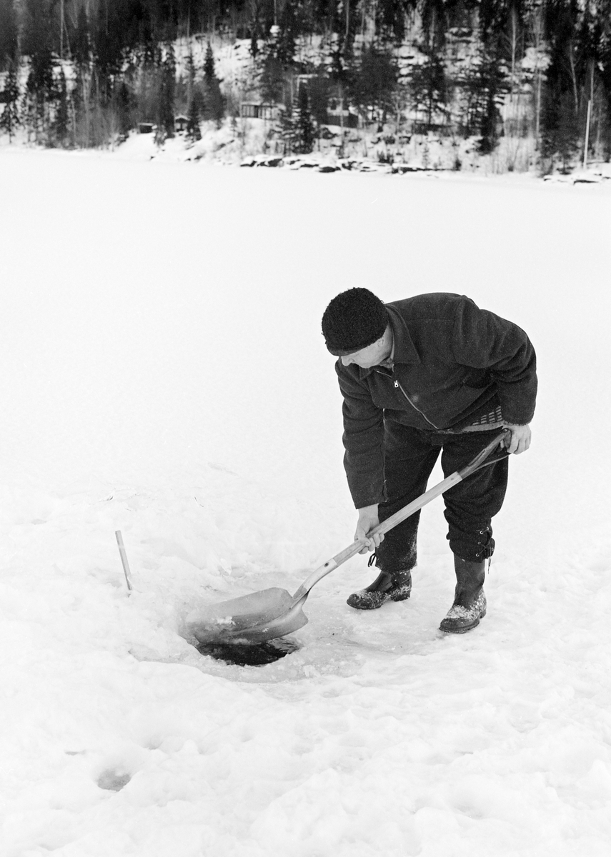 Yrkesfiskeren Paul Stensæter (1900-1982) fra Hole i Buskerud, fotografert ved et av hullene han hadde hogd i den snødekte isen på Steinsfjorden, en sidearm til Tyrifjorden, med sikte på å drive garnfiske etter sik under isen. Garna ble satt og trukket gjennom slike hull, et ved hver av garnets ytterender. Garna ble trukket med to døgns mellomrom. I løpet av en slik todøgnsperiode hendte det naturligvis at det dannet seg ei ishinne i hullet. Da måtte Stensæter hogge opp hullet på nytt med ei isbile. Dette arbeidet måtte utføres med varsomhet, for det gikk snorer fra endene av garnas overtelner opp ved ytterkantene av hullene til forankringspunkter, pinner, oppe på isen. Disse snorene måtte for all del ikke hogges i stykker. Da dette fotografiet ble tatt hadde Stensæter nettopp hogd opp igjen et hull. Her fjernet han issørpe ved hjelp av en lett aluminiumsspade før han kunne trekke garnet. Garnfisket under isen på Steinsfjorden var først og fremst et sikfiske.  

I 1970-åra var etnologen Åsmund Eknæs fra Norsk Skogbruksmuseum flere ganger på besøk hos Paul Stensæter for å observere ham i aktivitet som fisker og intervjue ham om denne virksomheten. Eknæs oppsummerte det han fikk se og høre om garnfisket under isen på Steinsfjorden slik:

«Sikfiske med garn. Dette fisket foregikk på to steder, i åpent vann ute i Tyrifjorden og under isen i Steinsfjorden. Tyrifjorden er ofte åpen langt utover vinteren og det hender at den ikke legger seg i det hele tatt. De dro da i båt over fra Steinsfjorden og satte garn på ganske store dyp, 20-40 favner. Når det ble fisket for fullt ble det brukt 20 garn. 10 sto ute mens de øvrige var hjemme til tørking.

Garnfisket under isen i Steinsfjorden begynner så fort isen legger seg om høsten, fordi tynn og gjennomsiktig is er en fordel når garna skal settes ut første gang. Å sette ut garn under isen kaller Paul for øvrig «å høgge ut garna». Dette krever en spesiell teknikk. Er isen gjennomsiktig, foregår det på følgende måte: To hull hogges med så lang avstand som lengda på garnet. Ei rett granstang på 7-8 m stikkes ned i det ene hullet med den tynneste enden først. I den tykkeste enden er det et hull hvor det blir festet ei snor. Stanga blir nå skjøvet i full fart mot det andre hullet. En viktig detalj ved denne stanga er at den skal være nyhogget. Da ligger den dypere i vannet og skubber mindre mot isen. Stanga går ikke helt fram til det andre hullet. Der den stopper blir det hogget et mindre hull og den skyves videre ved hjelp av en kjepp med ei kløft i enden. Når snora er brakt fram på denne måten, er det en enkel sak å trekke garnet under isen. 

Men er isen ugjennomsiktig, slik at det er umulig å se stanga, må Paul gjøre det på en annen måte. Da finner han ei lang stang med god krumming på. Så hogger han hull så tett at stanga kan stikkes ned i det ene og komme opp igjen gjennom det neste.

Garnet er nå på plass under isen og står på bunnen på 5-10 favners dyp. Fra hver ende av garnet går det ei tynn snor opp til hullet i isen. Snorene går ikke opp gjennom hullet, men er festet litt ved siden. Dette er gjort for å hindre at han hogger dem av når is som har dannet seg i hullet skal fjernes.

Dagens nylongarn tåler å stå ute hele vinteren. Tidligere, da lin og bomull var mest brukt, var det nødvendig å ta garna opp og tørke dem. Av de 20-40 garn som Paul brukte, var halvparten til tørk.

Ettersynet, som gjerne foregår annenhver dag, begynner med at han får tak i snorene fra garnet ved å stikke en pinne med krok på innunder isen. I den borteste enden løsner han garnsnora og fester isteden ei lang nylonsnor til garnet. Tidligere brukte han snor av tvunnet hestetagl. Snora er så lang at den også rekker bort til der han står oppå isen. Ved trekkinga tar han ut fisken etter hvert. Når hele garnet er trukket, blir han stående på samme sted, tar tak i snora og drar garnet ut igjen samtidig som han passer på at det går ordentlig.

I sterk kulde vil det våte garnet fryse til en klump og være umulig å sette igjen. For å hindre dette hogger han ei grop i isen bak hullet og fyller denne med vann. Etter hvert som han trekker garnet putter ha det ned i gropa og det holder seg opptint til det skal settes igjen.

Når det blir mildvær og fare for at isen skal gå opp og komme i drift, må det tas spesielle forholdsregler for å hindre at garna blir dratt med isflak og forsvinner. Paul binder i slike tilfelle inn en bit snelletråd i den snora som går fra isen og ned til garnet. Kommer isen i drift, vil snelletråden ryke, og garnet blir stående igjen på samme sted. Det er da en forholdsvis enkel sak å sokne etter det.

Garnfisket ga jevne tilførsler av sik gjennom det meste av vinteren. Vintersiken i Steinsfjorden er noe mindre enn høstsiken. Det går omkring 4 på kiloen, mot 3 om høsten. Fangstene varierer fra noen få til 25-30 pr. garn. Med 10 garn ute vil han kunne få opptil 200-300 sik eller 50-70 kilo. Men da blir garnene trukket bare annenhver dag.»