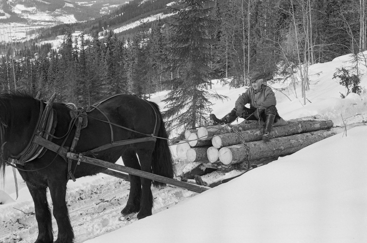 Tømmerkjører Kåre Bratteggen (1910-1999) og dølahesten hans, fotografert under tømmerkjøring på Lundsberget i Trysil vinteren 1977. Da dette fotografiet ble tatt sto hesten stille på vegen med Bratteggen sittende på den fremre delen av tømmerlasset. Lasset lå på en «rustning», en todelt sledetype som også ble kalt for «bukk og geit» eller «geitdoning».