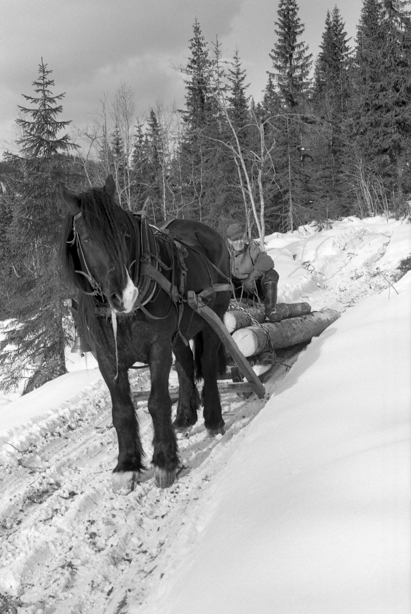 Tømmerkjøring med hest i Lundsberget, Trysil kommuneskoger, Hedmark. Kjører er Kåre Bratteggen.
