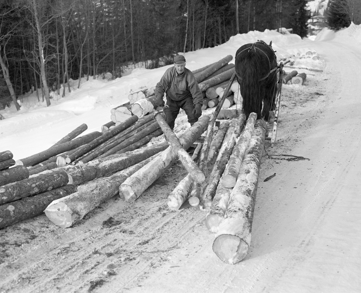 Tømmerkjøring med hest i Lundberget i Trysil, Hedmark. Avlessing av tømmer på velteplass. Kjører er Kåre Bratteggen.