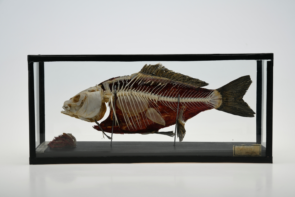 Modell av karpe (Cyprinus Carpio) montert på stativ i lukket glassmonter. På den ene siden vises karpens utside, på den andre fiskens innside med skjelett. I bunnen av monteret ved fiskens hode, ligger modell av gjellene. Glassmonteret er forsterket med sort metall i kantene.