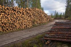 Tømmer stablet i tømmervelter ved en skogsbilvei på Finnskog