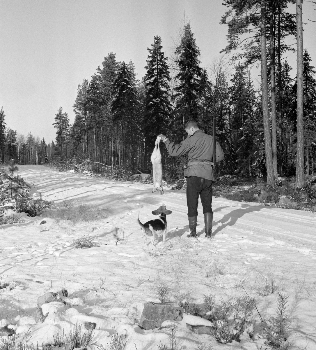 Jeger med harehund fotografert med en hare som nettopp er skutt under harejakt. Elverum, Hedmark.