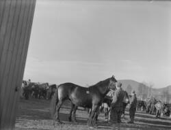 Hest. Hoppeutstilling 1958. Ikke skannet.