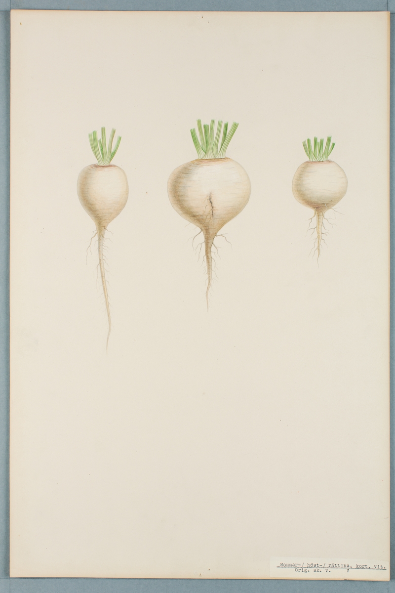 Sveriges kulturväxter. Illustration utförd av Henriette Sjöberg. Rättika, kort, vit (sommar/höst). Odlingsplats och datering saknas. Inv. nr. C101 : 387.