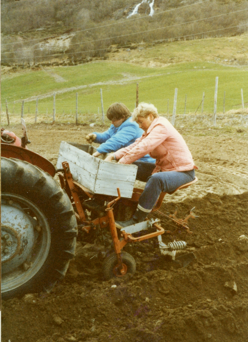 Frå venstre: Sølvi Havro og Astrid Singdahlsen i jobbar med å få settepotetene i jorda