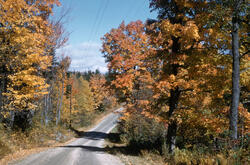 Landevei løvskog