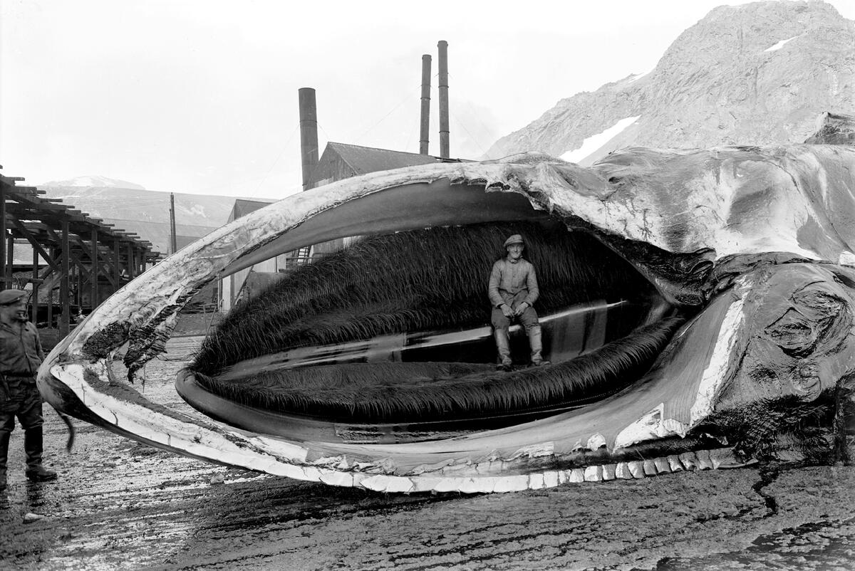 Bildet i svart/hvitt viser en mann som sitter inni en hvalkjeft. (Foto/Photo)