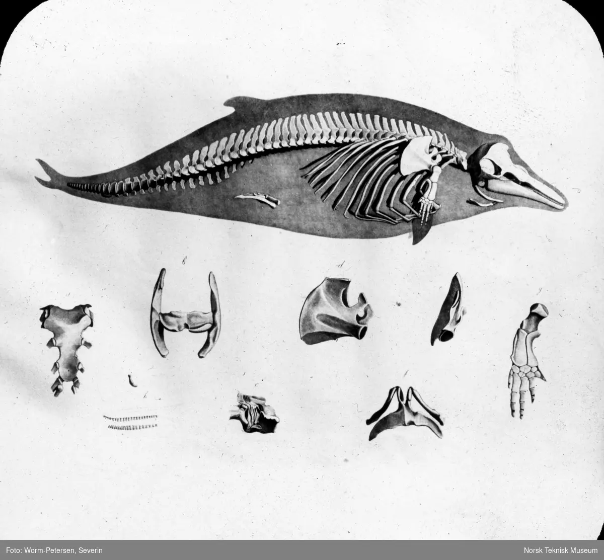 Figur anatomi, skjelett delfin