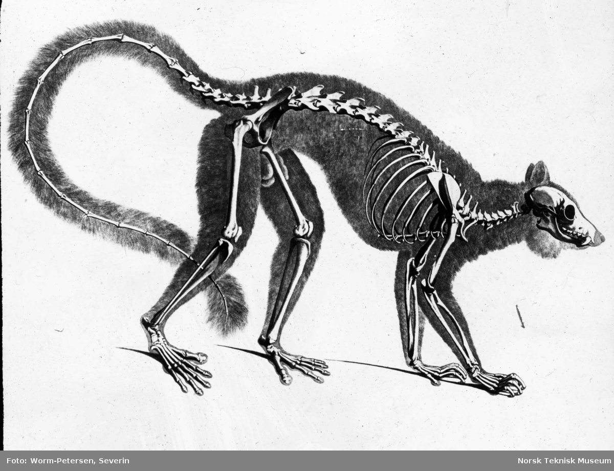 Figur anatomi, skjelett lemur-ape