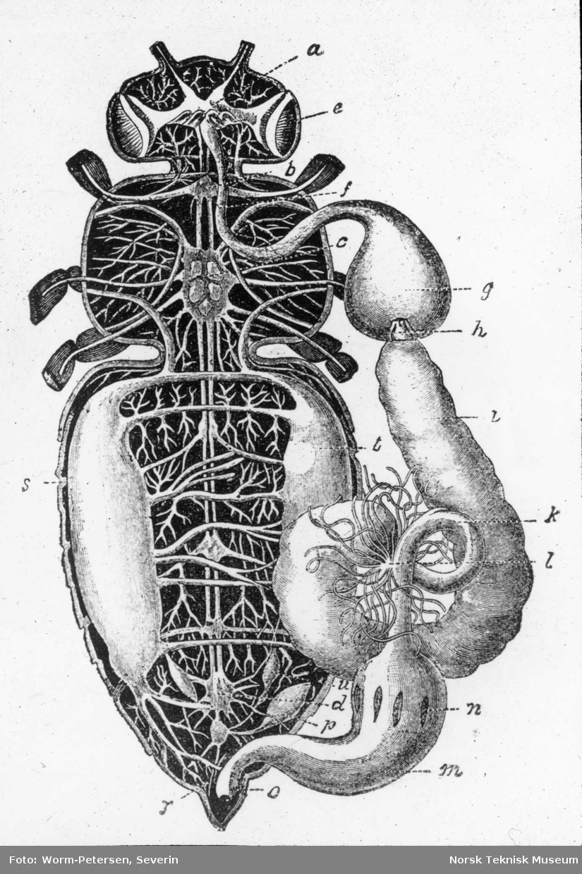 Biens indre organer