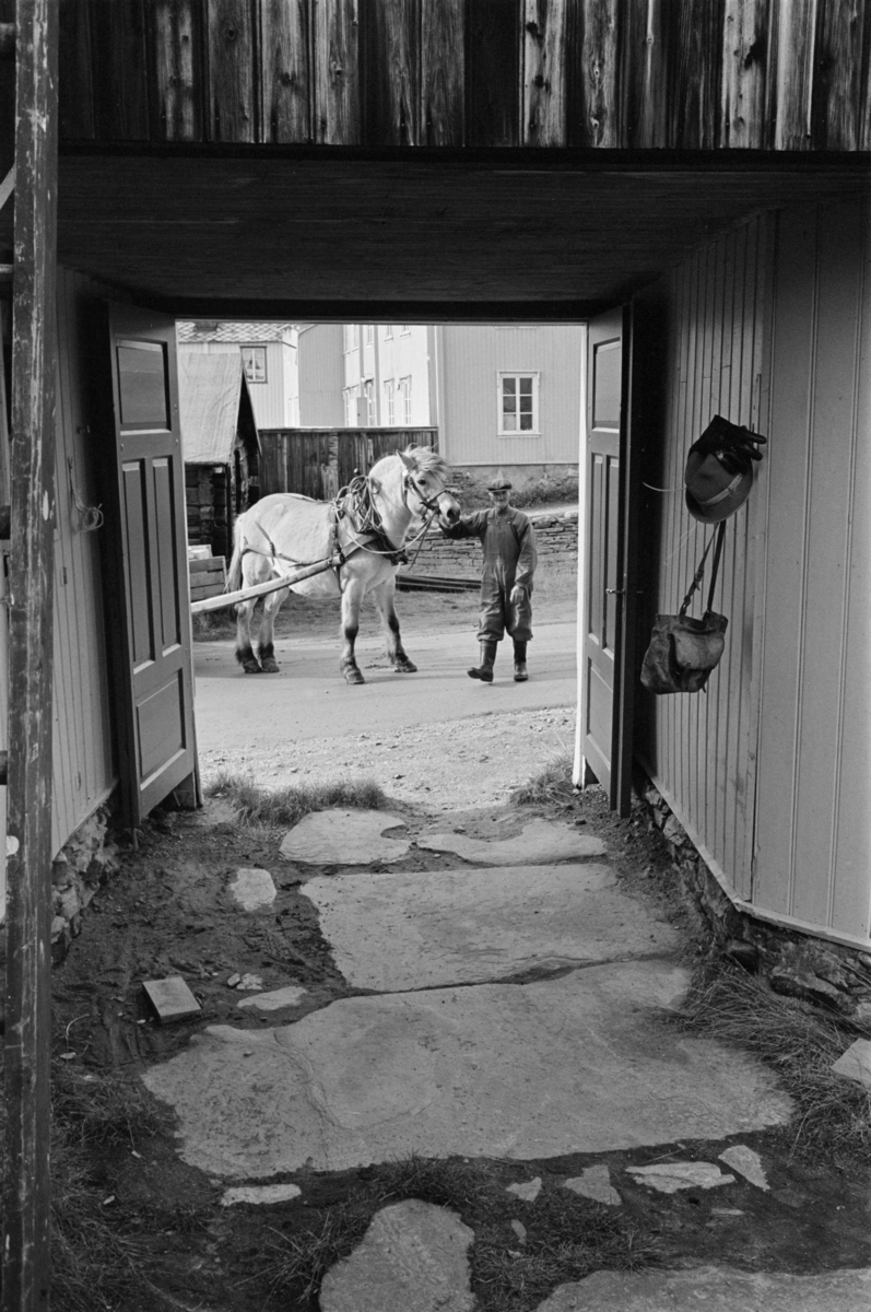 En mann leder en hest spent for en vogn inn i en bakgård på Røros.