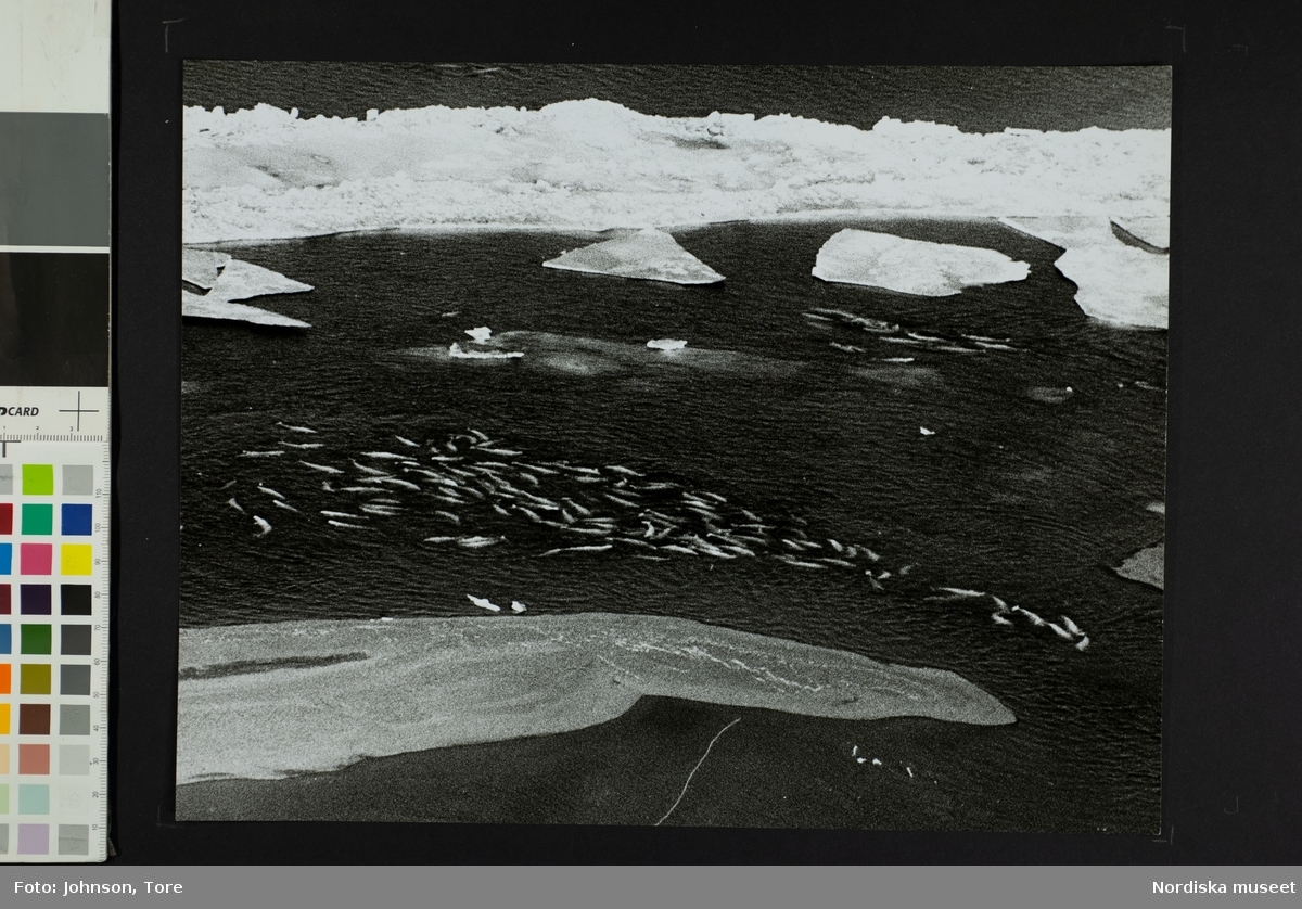Vitval i havet mellan sten och isblock. Flodmynningen vid Summerset Island, Canada.