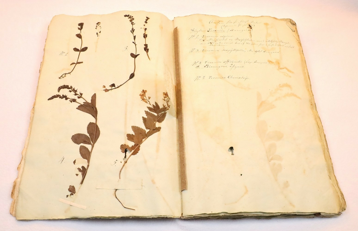 Plante nr. 5 frå Ivar Aasen sitt herbarium.  