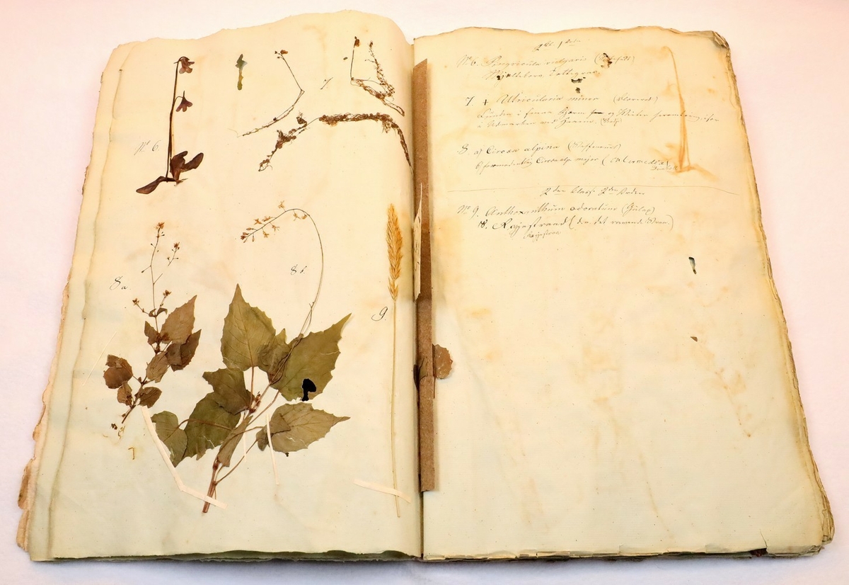 Plante nr. 9 frå Ivar Aasen sitt herbarium.  