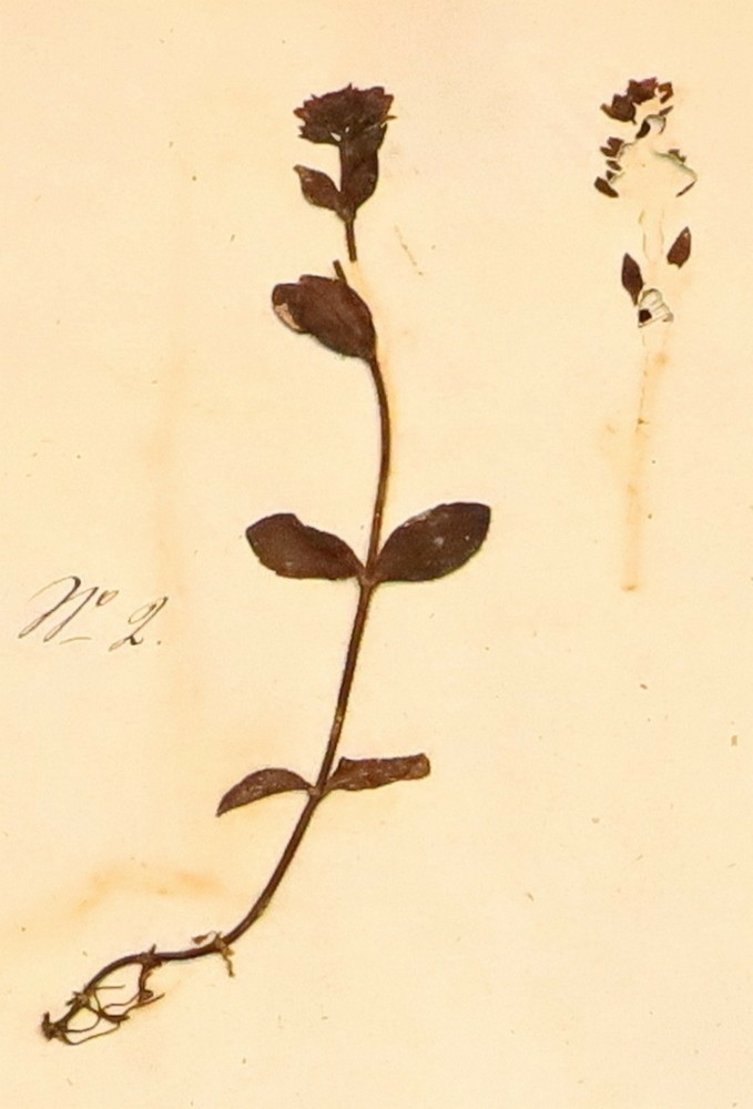 Plante nr. 2 frå Ivar Aasen sitt herbarium.  