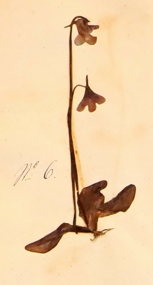Plante nr. 6 frå Ivar Aasen sitt herbarium.  
