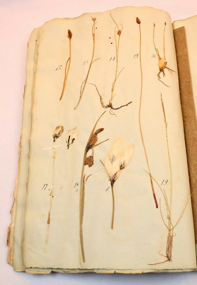 Plante nr. 19 frå Ivar Aasen sitt herbarium.  