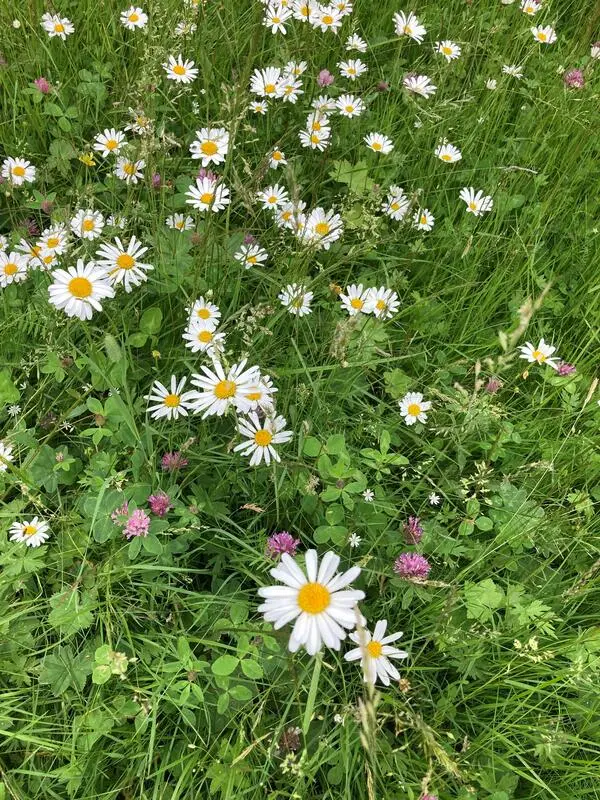 Blomstereng på Almenninga med prestekrager og rødkløver. Nærbilde.