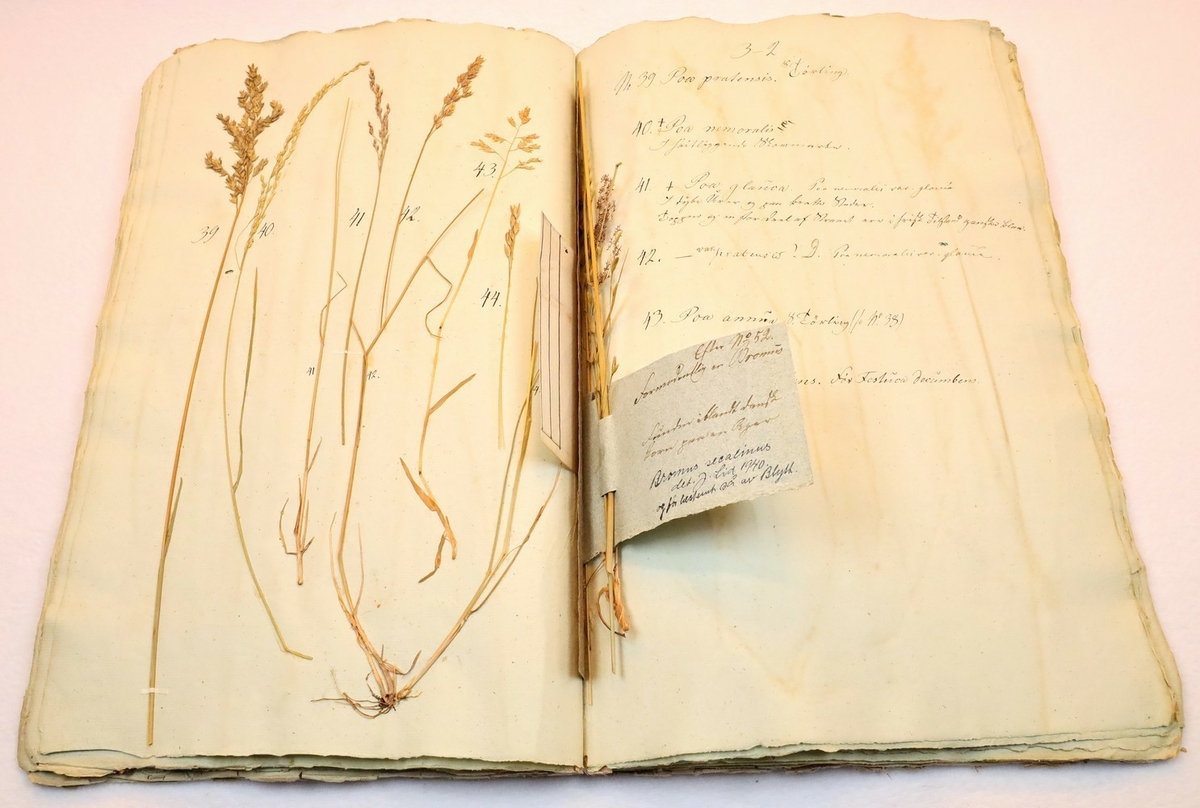 Plante nr. 40 frå Ivar Aasen sitt herbarium.  