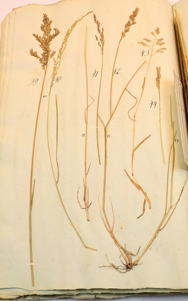 Plante nr. 44 frå Ivar Aasen sitt herbarium.  