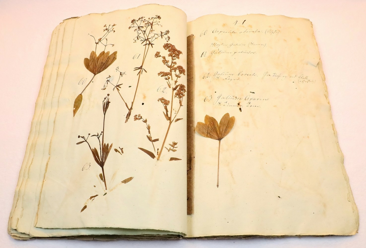 Plante nr. 63 frå Ivar Aasen sitt herbarium.  
