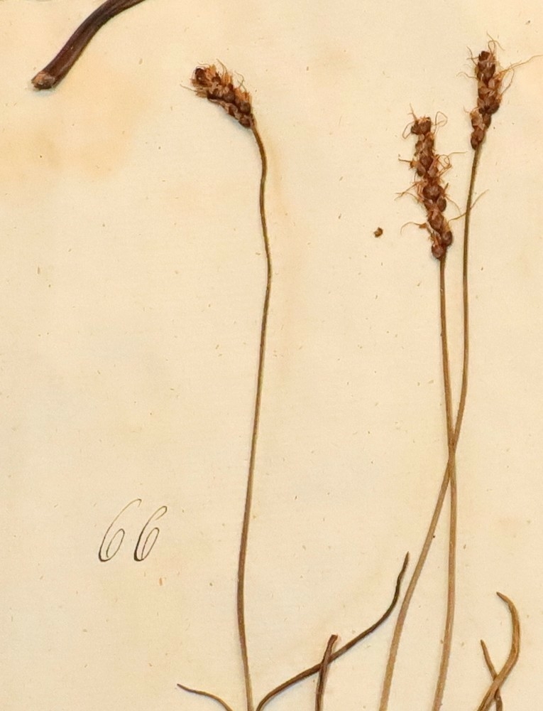 Plante nr. 66 frå Ivar Aasen sitt herbarium. 