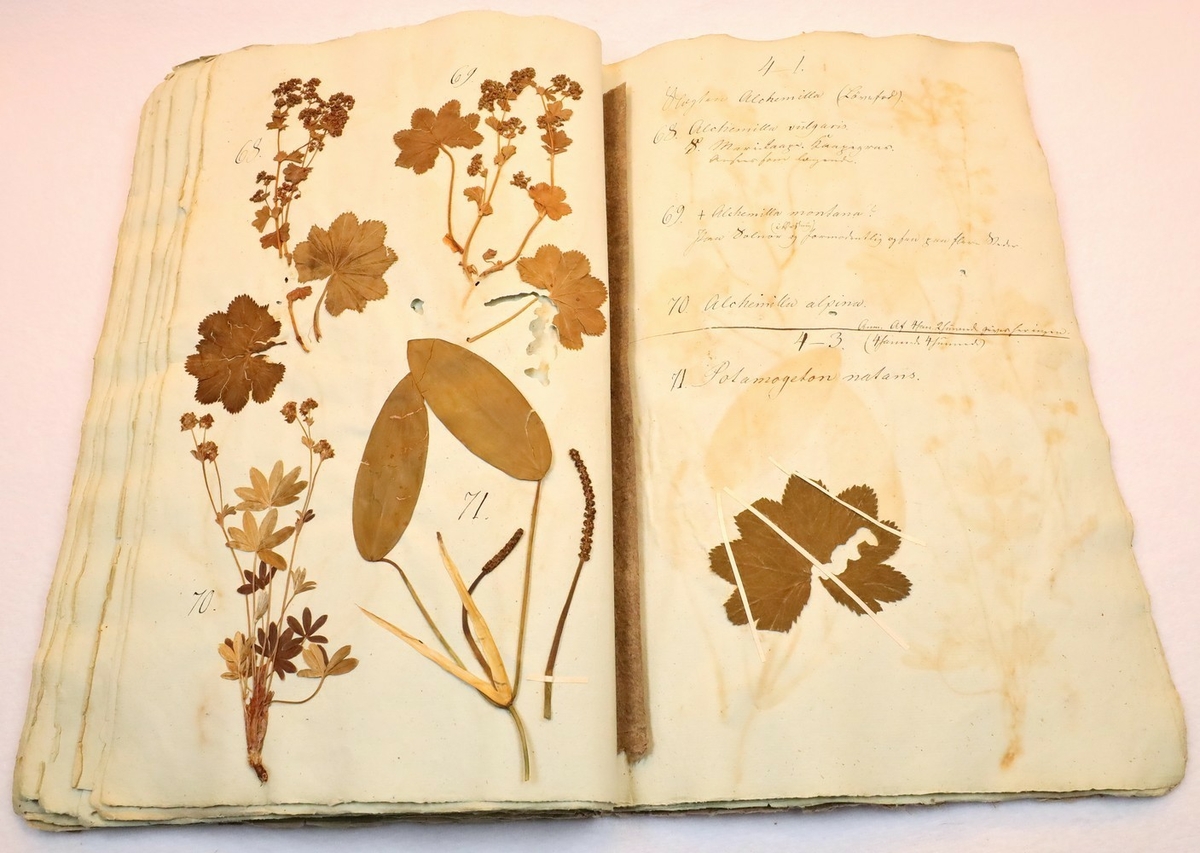 Plante nr. 71 frå Ivar Aasen sitt herbarium.  