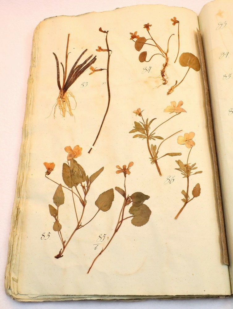 Plante nr. 85 frå Ivar Aasen sitt herbarium.  